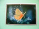 Calendar With Butterfly (Lycaenidae) - Klein Formaat: 2001-...