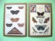 Two Postcards On Insects From USA - Insects