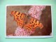 Postcard On Insects From England - Comma Butterfly - Insects