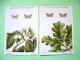 Two Postcards On Insects From Belgian Royal Science Institute - Moths - Insectos