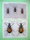 Two Postcards On Insects From Belgian Royal Science Institute - Ground Beetles - Insects