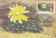 CACTUSSES, CM, MAXICARD, CARTES MAXIMUM, OBLIT FDC, 6X, 1997, ROMANIA - Sukkulenten