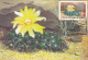 CACTUSSES, CM, MAXICARD, CARTES MAXIMUM, 6X, 1997, ROMANIA - Sukkulenten