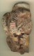Ammonites Grammoceras Toarcien Jumelées Groupées Belmont France S/gangue Et Fragment De Rostre De Bélemnite 125 X 70 Mm - Fossiles