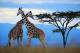 SA31-074  @    Giraffe  , Postal Stationery -Articles Postaux -- Postsache F - Giraffes