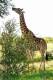 SA31-091  @    Giraffe  , Postal Stationery -Articles Postaux -- Postsache F - Giraffen