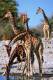 SA31-097  @    Giraffe  , Postal Stationery -Articles Postaux -- Postsache F - Giraffes