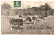 En SOLOGNE - Vaches Au Pâturage ++++ ND Phot., #173 +++++ ANIMÉE / Vers Cernay, 1907 - Centre-Val De Loire