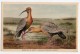 Stunning Bird La Plata Natural History Museum Tarjeta Postal Argentina  Ca1900 Postcard  W4-317 - Birds
