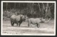 BLACK RHINOCEROS East African Game Uganda Kenya Tanganyika - Rhinozeros