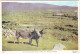 On The Mulrany-Achill Road, Co. Mayo  - Ireland / Eire (Animal: DONKEY) - Mayo