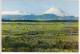 NEW ZEALAND -    TONGARIRO NATIONAL PARK AND MT. NGAURUHOE Vulcano - Grazing Sheep - New Zealand