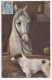 Carte Illustrée Par A Müller, München - Box Cheval En Compagnie D'un Chien "Setter Anglais" - Circulé 1904, UPU - Mueller, August - Munich