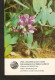 Old Collectibles Soviet Calendar Latvia Riga LSSR USSR 1984 Protected Plant Flora Flower - Lathyrus Maritimus Bigel - Small : 1981-90