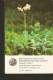 Soviet Latvia Riga LSSR USSR 1984 Protected Plant Flora Flower Chimaphila Umbellata (L.) W. Barton Collectibles Calendar - Kleinformat : 1981-90