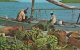 Native Sloops With Fruits.  Virgin Islands.    S-1427 - Virgin Islands, British