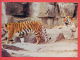 133846 / Tiger (Panthera Tigris) Tigre Panthera Tigris Panthera Tigris - 1987 Bulgaria Bulgarie Bulgarien Bulgarije - Tigres