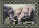 PhotoSafari Postcard, Zimbabwe, Elephants, 128 - Zimbabwe