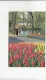 BF29864 Keukenhof Lisse Holland  Netherland  Front/back Image - Lisse