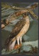 DF / ANIMAUX / OISEAUX / RAPACES / AIGLE DE BONELLI - Uccelli