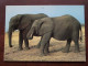 Jonge SAVANNAH Olifanten - 19?? ( Zie Foto Voor Details ) !! - Éléphants