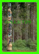 SITKA, ALASKA - SITKA NATIONAL HISTORICAL PARK - TOTEM POLES - PHOTO, FRED HIRSCHMANN - - Other & Unclassified