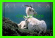 ALASKA  - ALASKAN DALL SHEEP EWE AND LAMB - ARTIC CIRCLE ENTREPRISES - PHOTO BY KIM HEACOX - - Other & Unclassified