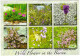 Wild Flowers In The Burren, County Clare -  Ireland / Eire - Clare