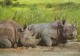 RHINICEROS - Rhinozeros