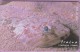 Telecarte °_ Malte - 204 - Poissons - Tirda Tal-warda - Tracna - Lm5 - 95 Units - 66046 - Malte