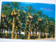 CPM. Grand Format  1960 GREETINGS FROM THE DATE EMPIRE CALIFORNIA  23cmx15cm DATE GROVES WITH FRUIT COACHELLA VALLEY - Los Angeles