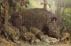 3689- WILD BOAR WITH PIGLETS, POSTCARD - Cochons