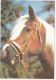 3828- HORSES, POSTCARD - Pferde