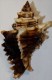 Coquillage - Murex - Chicoreus Brevifrons (Lamarck, 1822) - Martinique - Coquillages