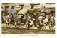 Colombo, Ceylon, Group Of Rickshaws, 1958 - Sri Lanka (Ceylon)