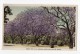 Australia Brisbane Jacaranda Street Trees Murray Views Real Photo Original Postcard Cpa  (W4_479) - Brisbane