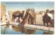 AFRICA - LIBIA - CAMELS AT THE WATER TROUGH - MARK INFERMERIA PRESIDIARIA MERG - Libya