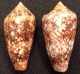 Coquillage - Cône - Conidae - Conus Canonicus  Hwass In Bruguière, 1792 - Mayotte - Coquillages