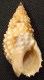 Coquillage - Nasse - Nassariidae - Nassarius Papillosus (Linné, 1758) - Mayotte - Seashells & Snail-shells