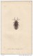 EDWARD DONOVAN´S INSECTS ENGRAVING TABLE 245 -STAMPA DA "THE NATURAL HISTORY OF INSECTS DI EDWARD DONOVAN - Prints & Engravings