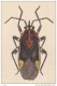 EDWARD DONOVAN´S INSECTS ENGRAVING TABLE 245 -STAMPA DA "THE NATURAL HISTORY OF INSECTS DI EDWARD DONOVAN - Stampe & Incisioni