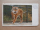 38890 PC: ANIMALS: TIGERS: Tigress From The Gardens Of THE ZOOLOGICAL SOCIETY OF LONDON, Regent;s Park. - Tijgers