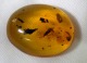 Amber Dominican Republic With Insects: Trichoptera And Water Drop - Lot.5 - Fossielen