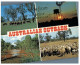 (456) Australia - Cow & Sheep - Outback