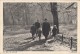 6000- ZITTAU- PARK IN AUTUMN, THE LEAVES FALL, POSTCARD - Zittau