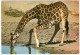 GIRAFFE DRINKING / WITH RHODESIA STAMPS - Zimbabwe