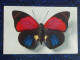 PAPILLON , Centre Du Brésil , AGRIAS SARDANAPALUS - Papillons