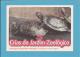 Tartaruga-de-água-doce-a Mericana ( Trachemys Scripta Elegans) - Crias Do Jardim Zoológico - Lisbon ZOO Lisboa - Portuga - Tortues