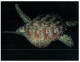 (M+S  654) Red Sea Tortue - Tortoise - Turtles