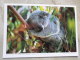 Australia -KOALA  Koalabär - Lone Pine  Koala Reservat -QLD   German Postcard  Photo Holger Leue   D120895 - Autres & Non Classés